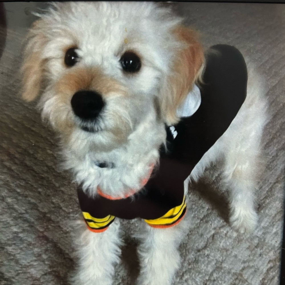 Doggie “Wide Receiver” football jersey Costume, M